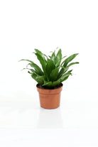 Indoor Plant Dracaena deremensis 'Compacta' Dracaena deremensis 'Compacta'