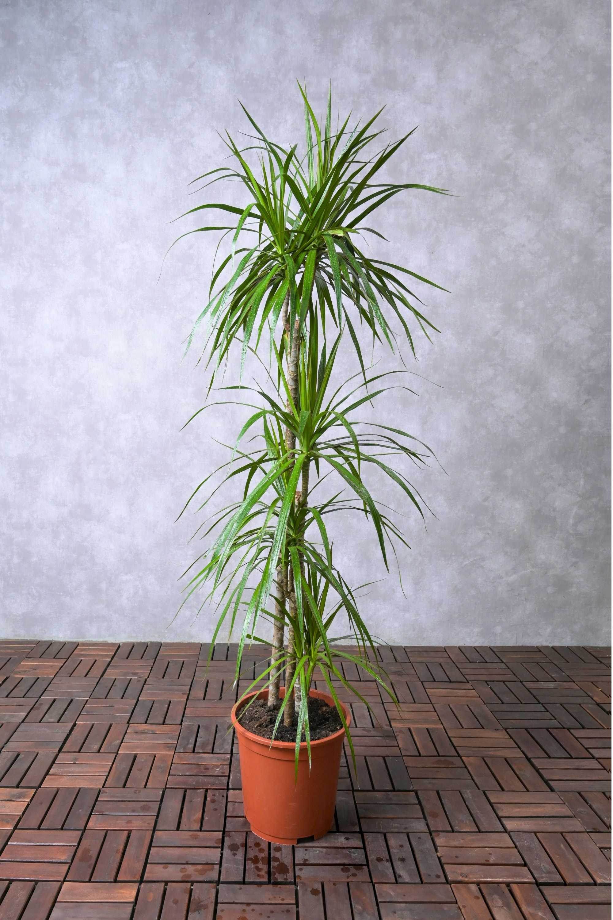 Indoor Plant Dracaena Marginata Dracaena Marginata