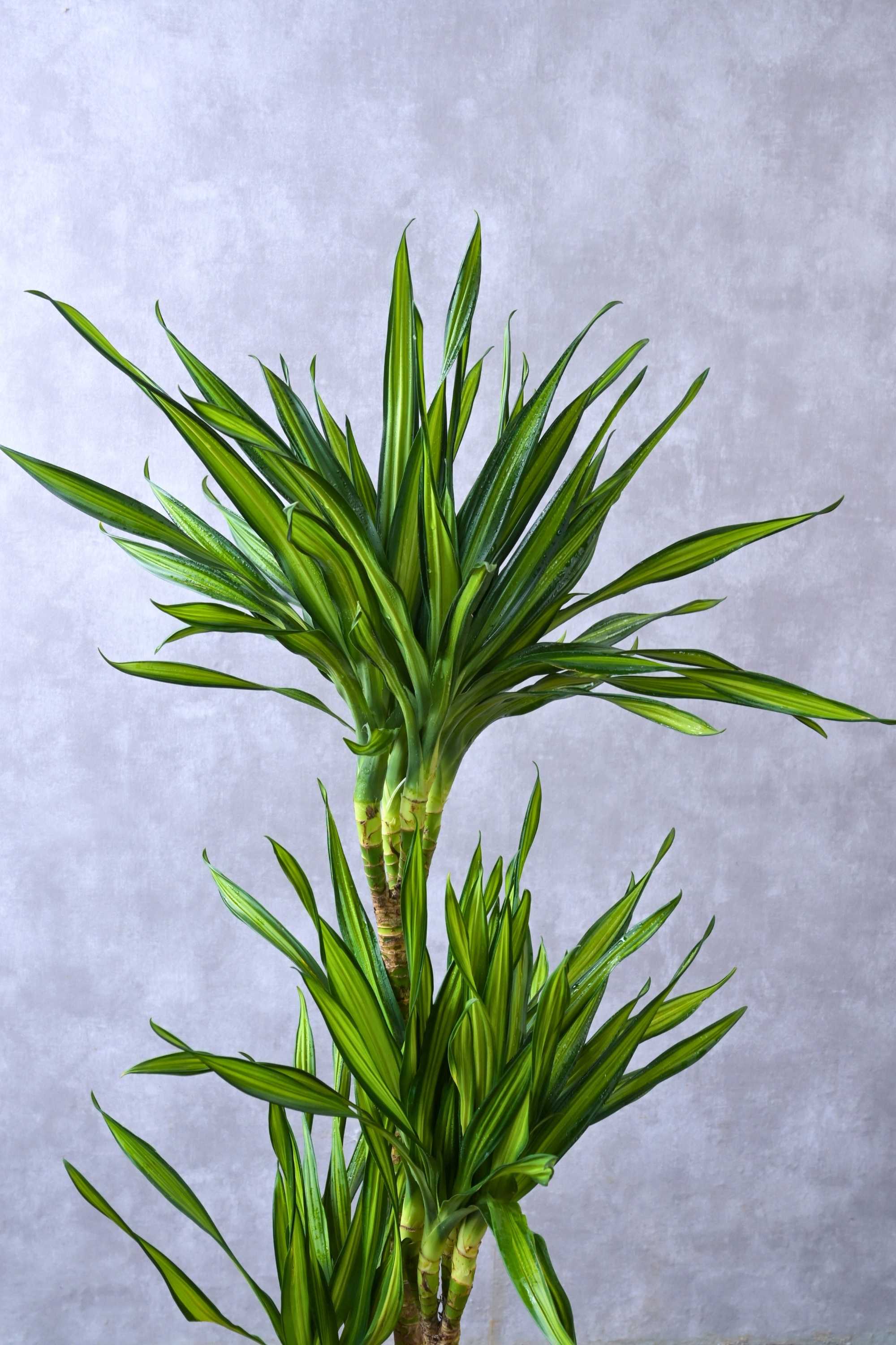Indoor Plant Dracaena Rikki 3PP