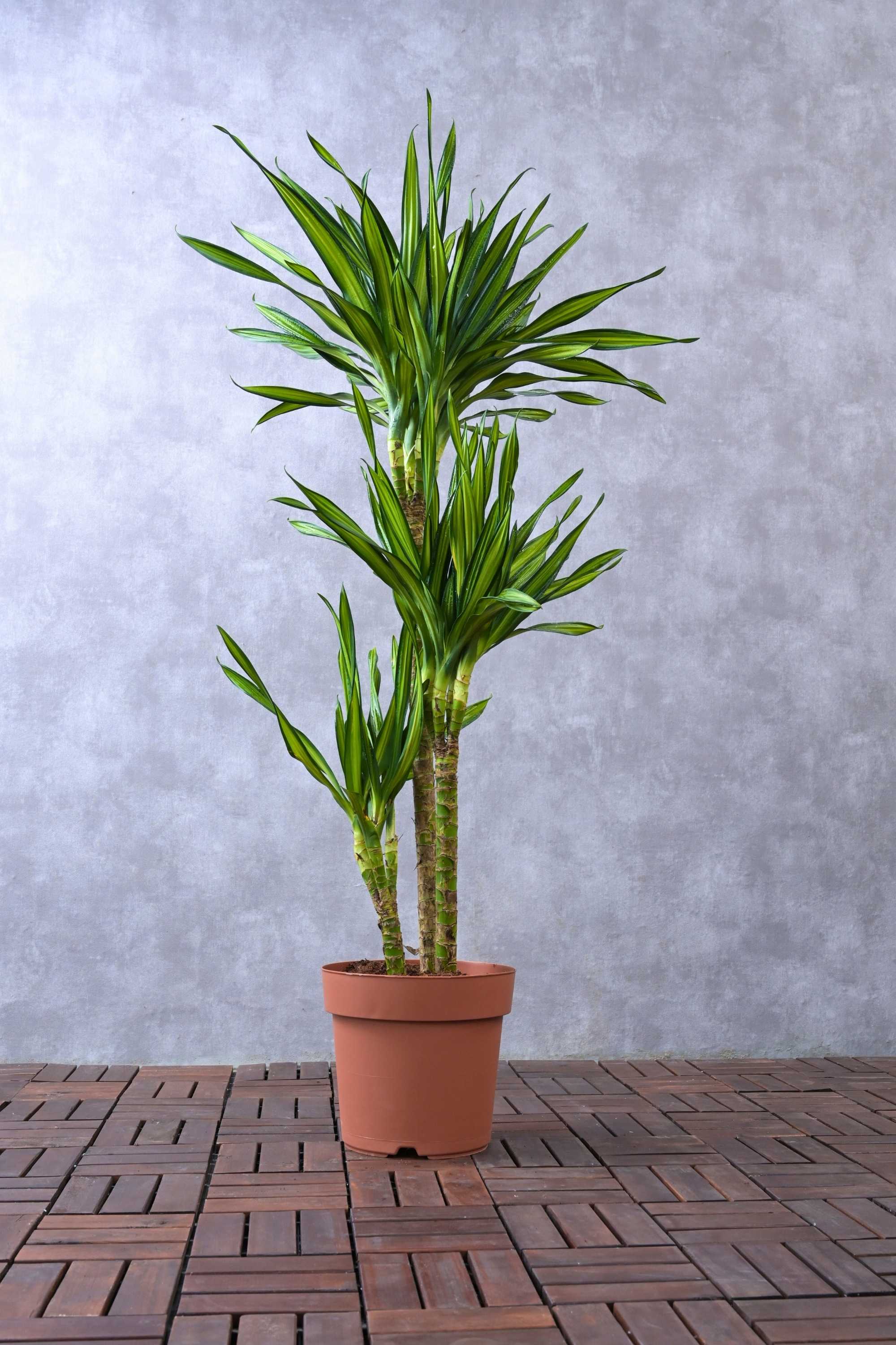 Indoor Plant Dracaena Rikki 3PP