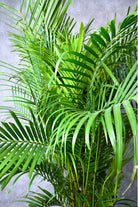 Indoor Plant Dypsis lutescens Dypsis lutescens