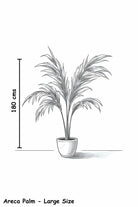Indoor Plant Dypsis lutescens Dypsis lutescens