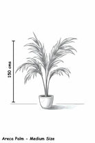 Indoor Plant Dypsis lutescens Dypsis lutescens