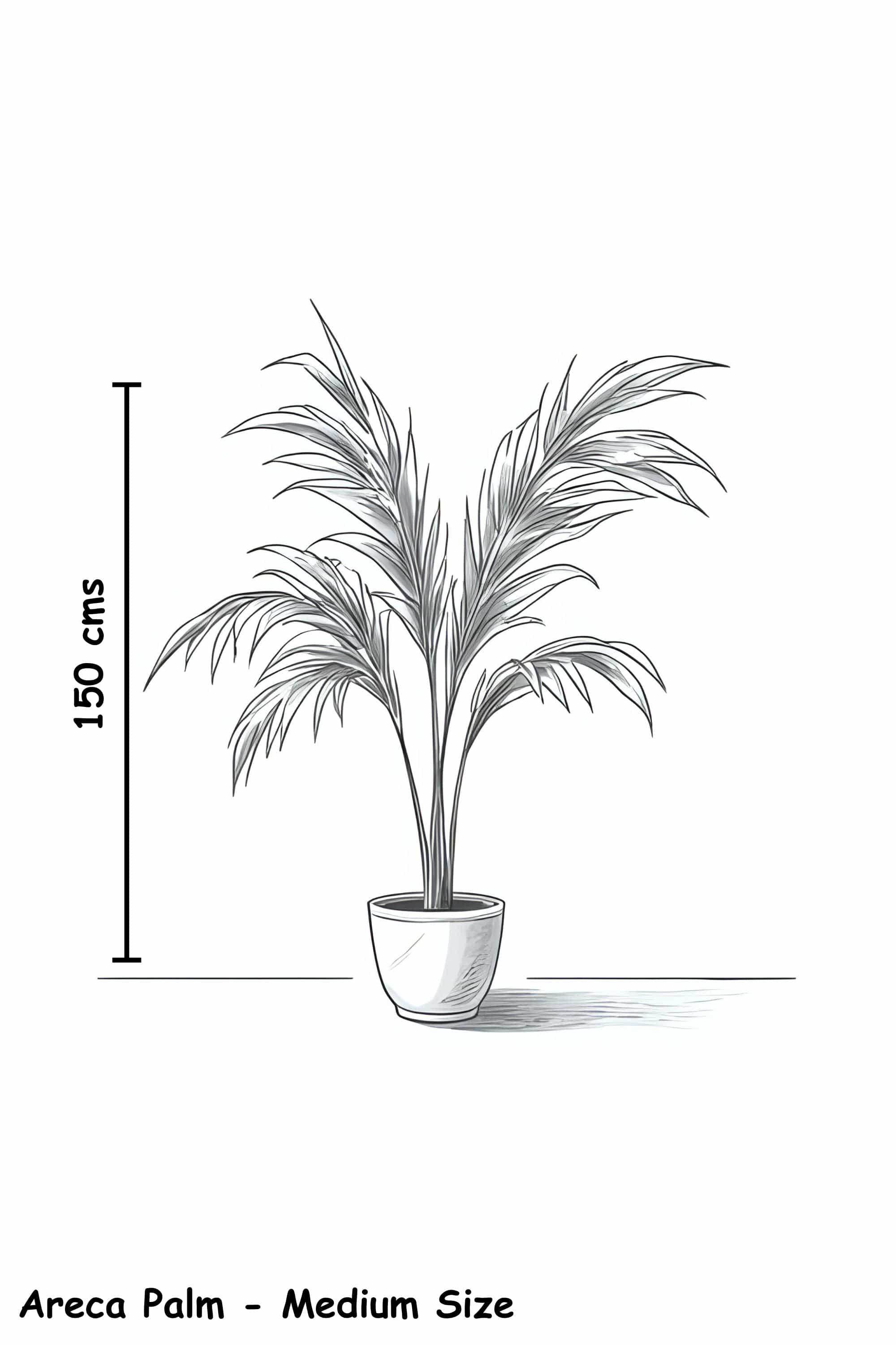 Indoor Plant Dypsis lutescens Dypsis lutescens