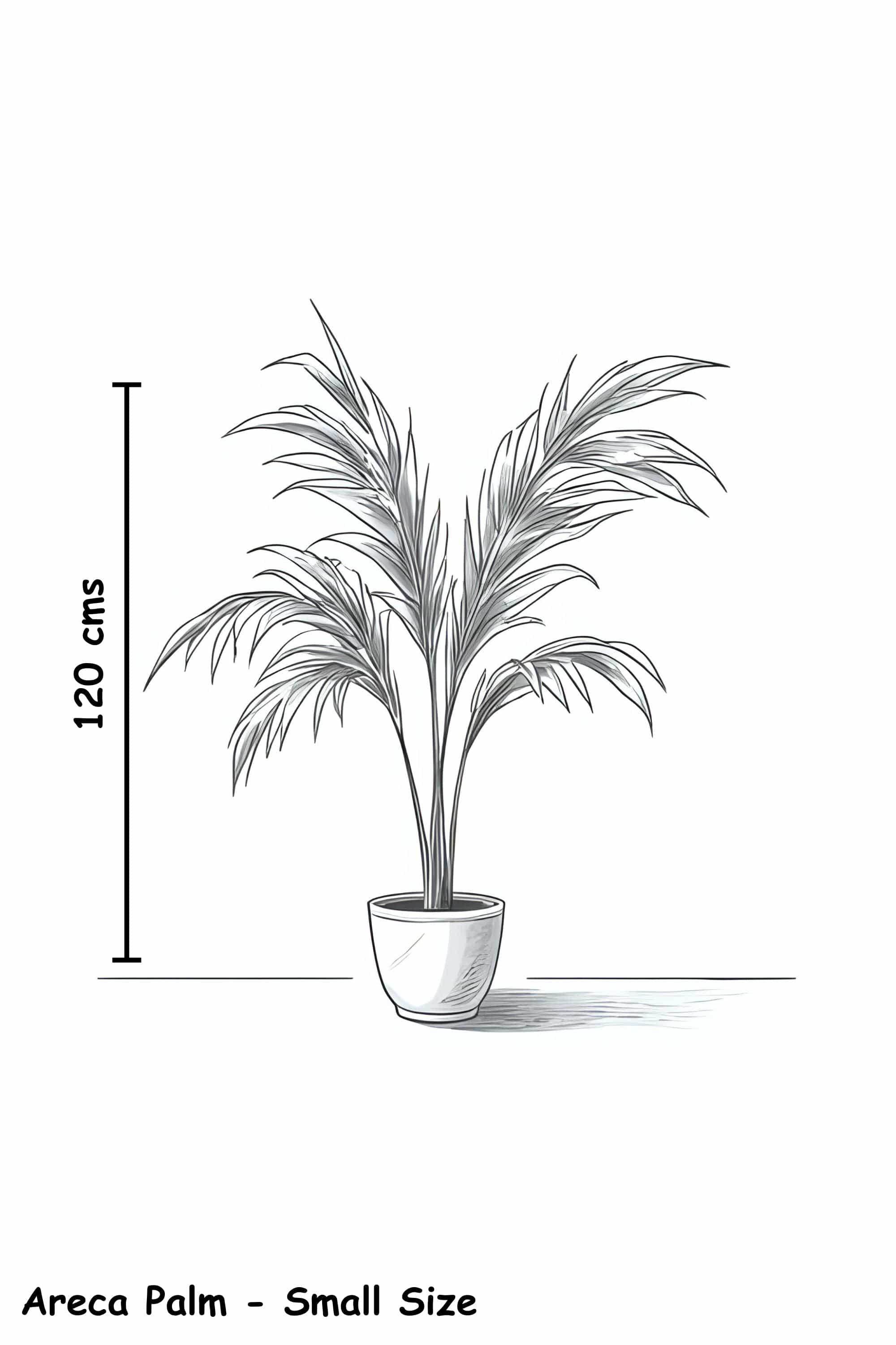 Indoor Plant Dypsis lutescens Dypsis lutescens