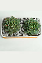 Indoor Plant Echeveria Purpusorum Echeveria Purpusorum