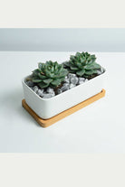 Indoor Plant Echeveria Purpusorum Echeveria Purpusorum
