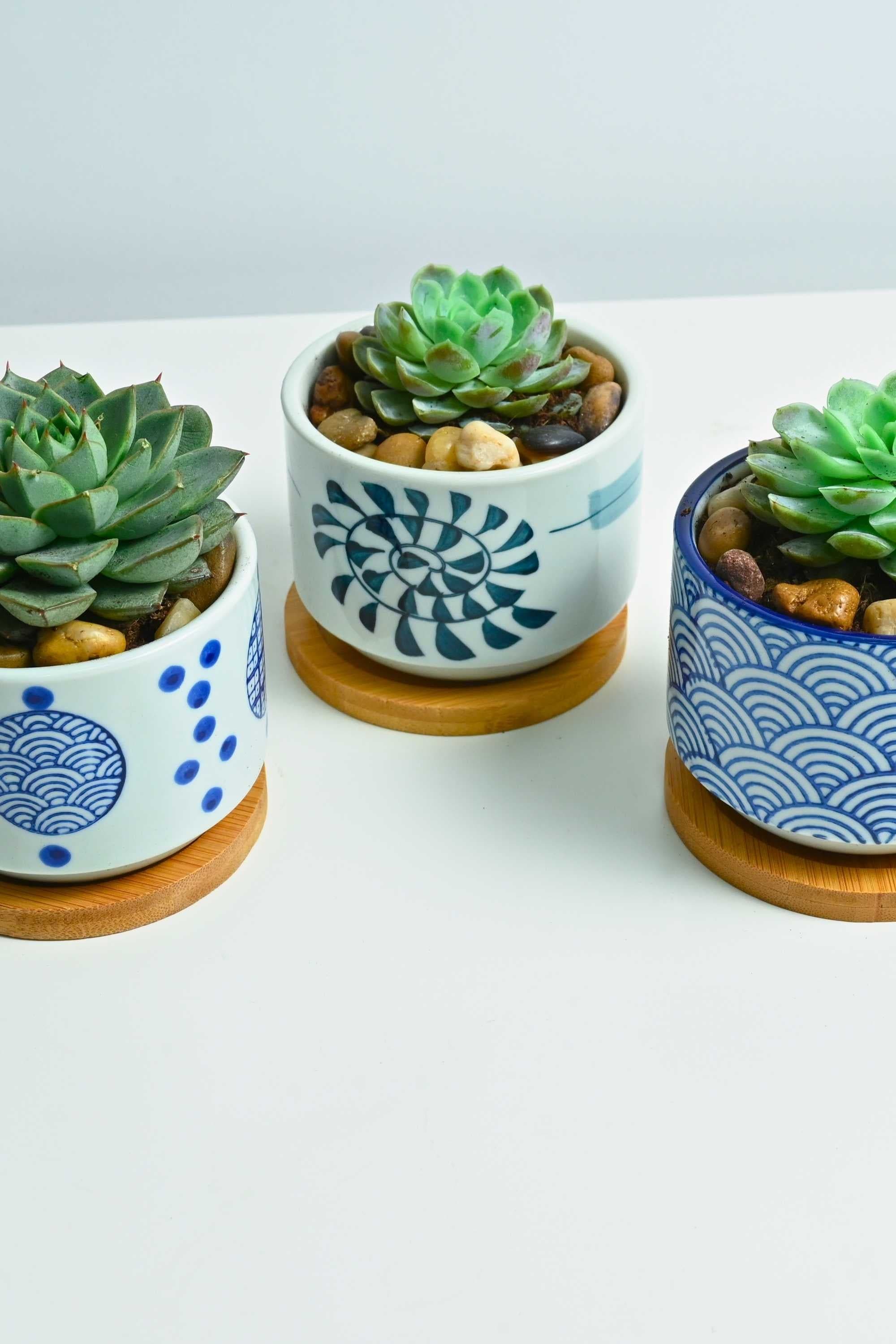 Indoor Plant Echeveria Trio - Elegans and purpusorem Echeveria Trio - Elegans and purpusorem