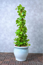 Indoor Plant Epipremnum aureum Epipremnum aureum
