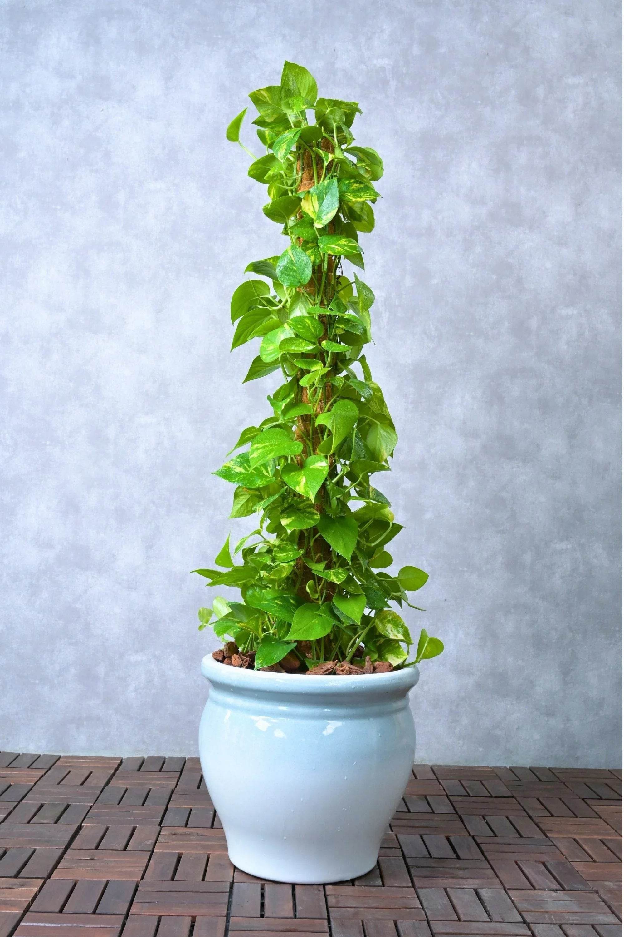 Indoor Plant Epipremnum aureum Epipremnum aureum