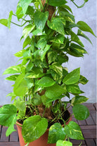 Indoor Plant Epipremnum aureum Epipremnum aureum
