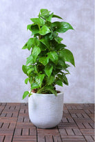 Indoor Plant Epipremnum aureum Epipremnum aureum