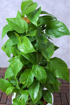 Indoor Plant Epipremnum aureum Epipremnum aureum