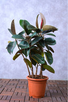 Indoor Plant Ficus elastica ‘Robusta’ Ficus elastica ‘Robusta’