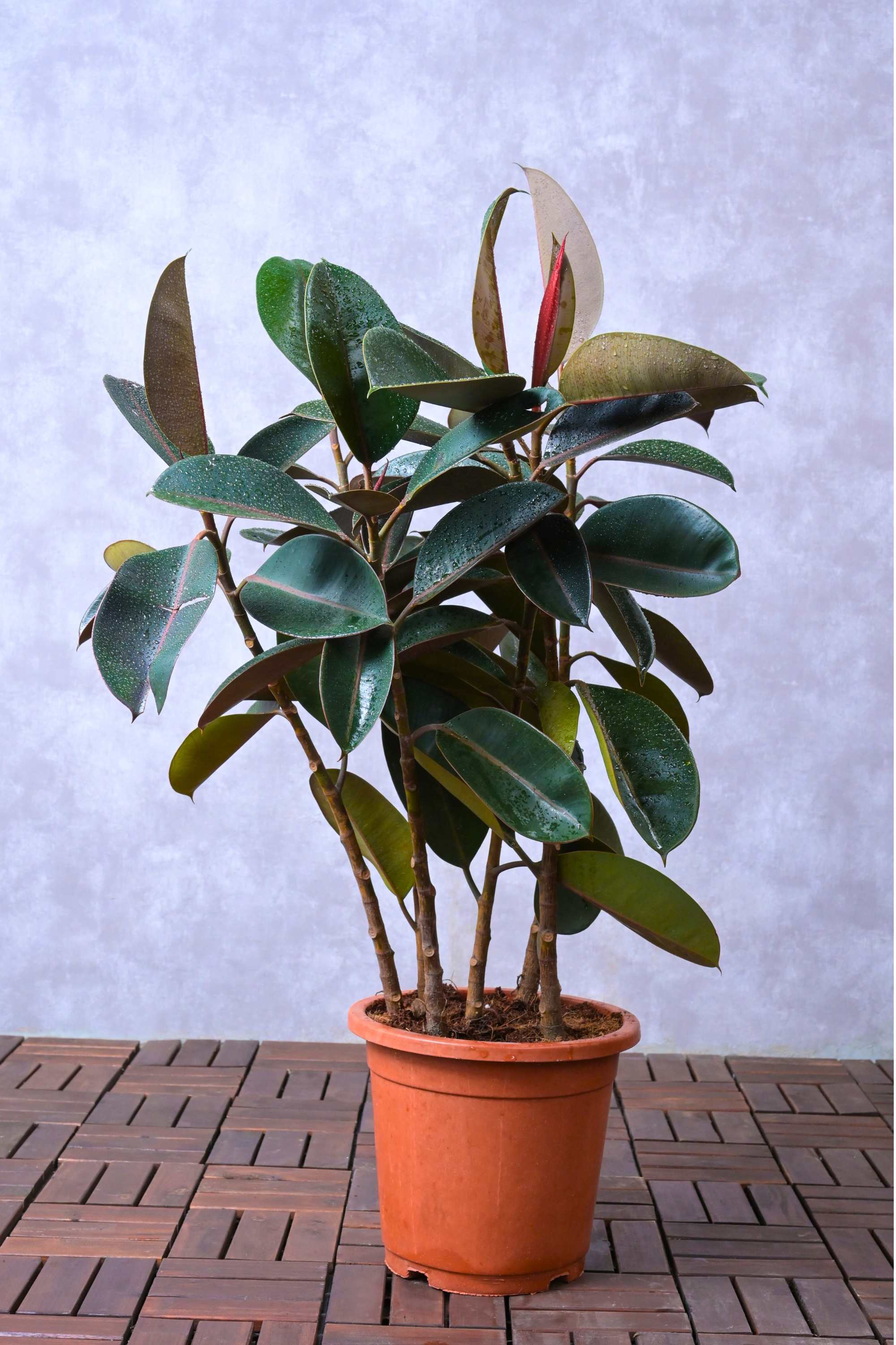 Indoor Plant Ficus elastica ‘Robusta’ Ficus elastica ‘Robusta’