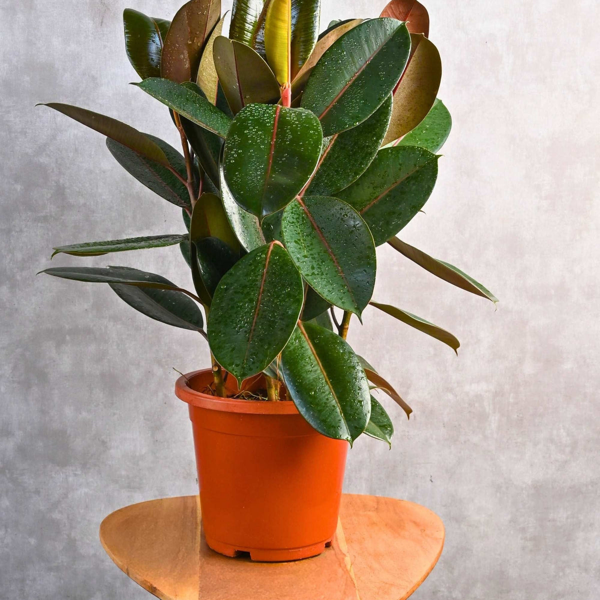 Ficus Rbustsa Ficus elastica ‘Robusta’ – Adplants
