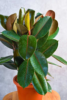 Indoor Plant Ficus elastica ‘Robusta’ Ficus elastica ‘Robusta’