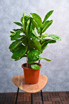 Indoor Plant Ficus lyrata Ficus lyrata