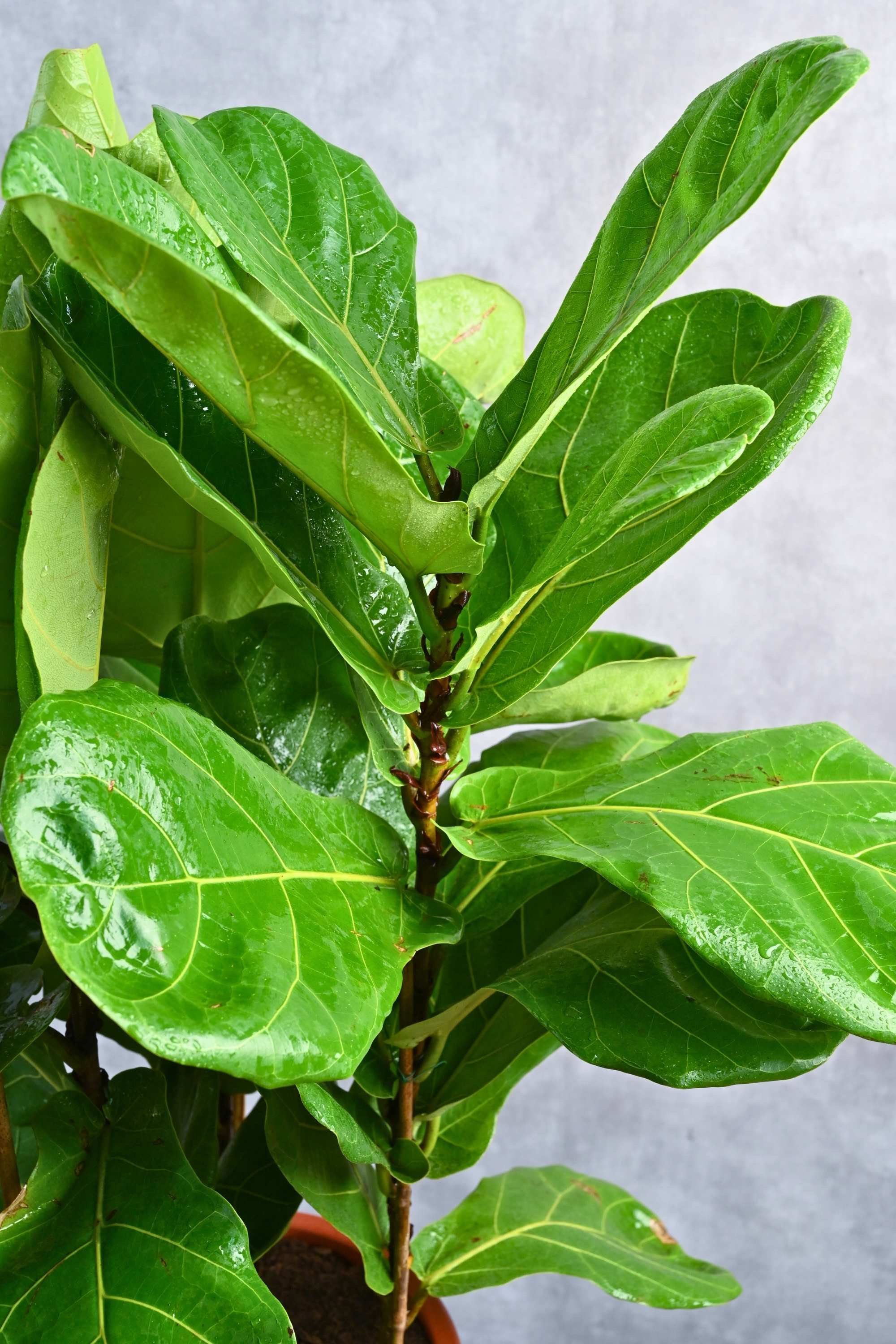 Indoor Plant Ficus lyrata Ficus lyrata