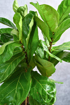 Indoor Plant Ficus lyrata Ficus lyrata
