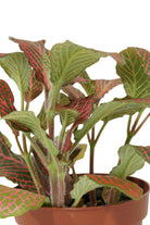 Indoor Plant Fittonia Mix Color Fittonia Mix Color