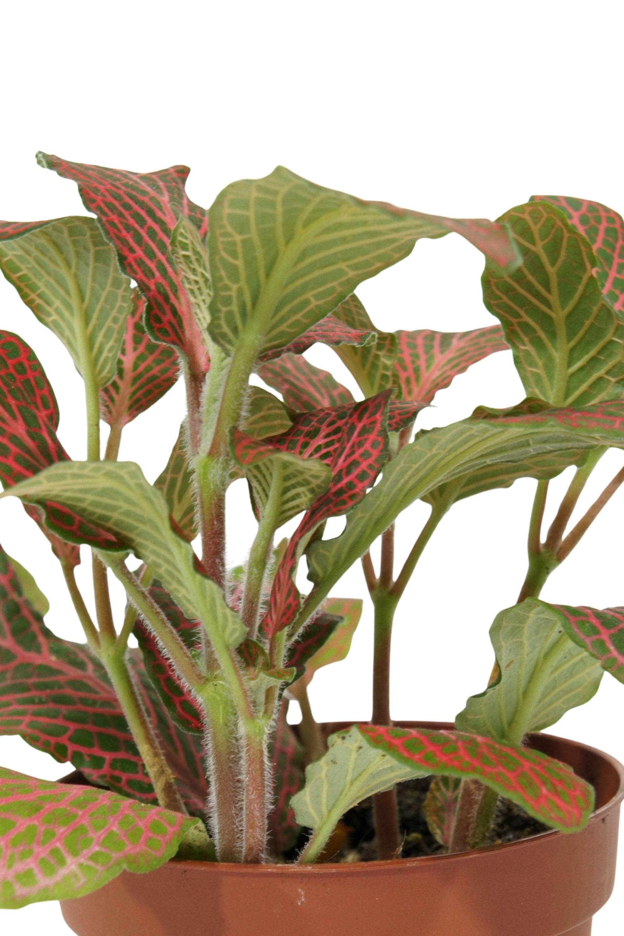 Indoor Plant Fittonia Mix Color Fittonia Mix Color