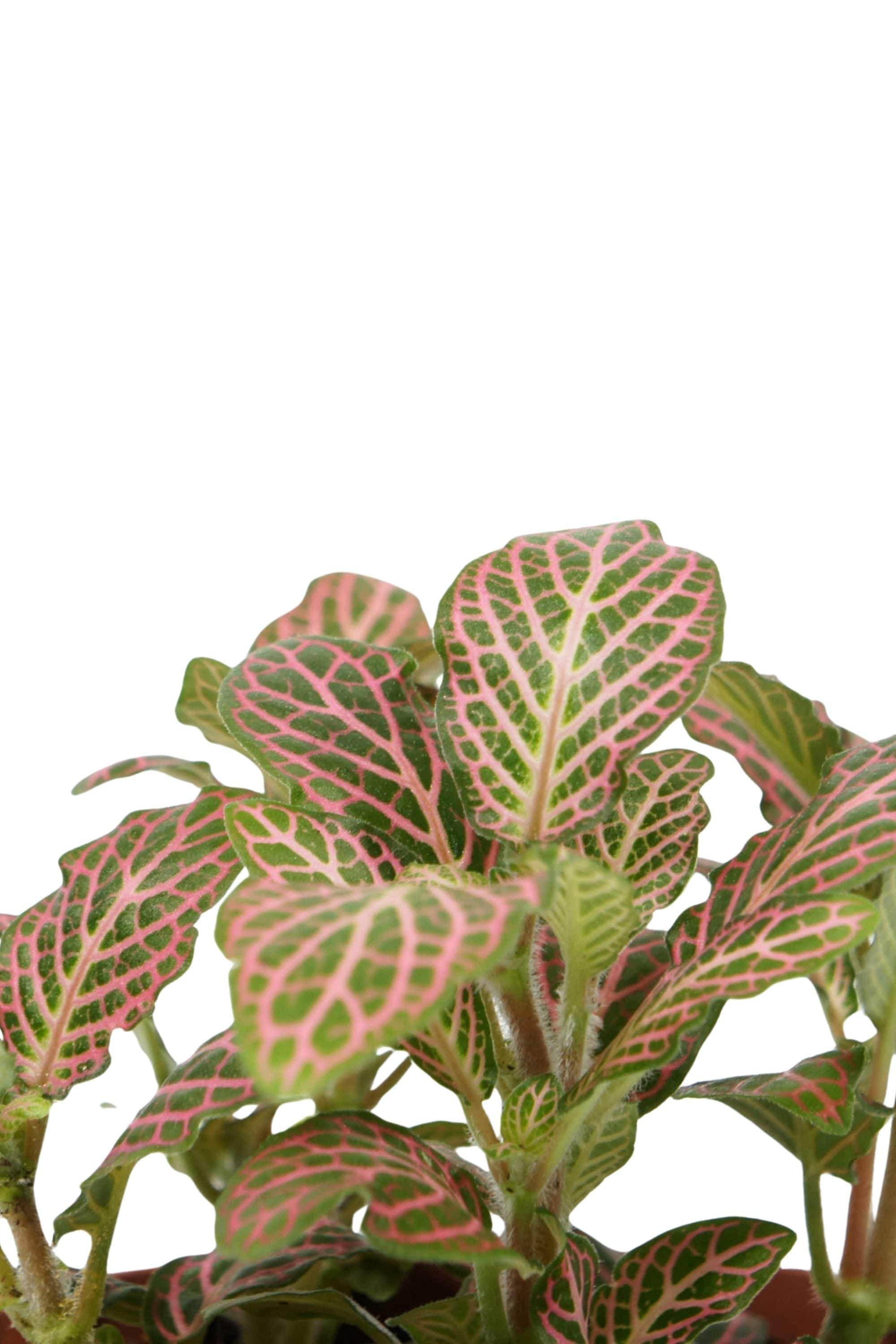 Indoor Plant Fittonia Mix Color Fittonia Mix Color