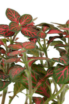 Indoor Plant Fittonia Mix Color Fittonia Mix Color