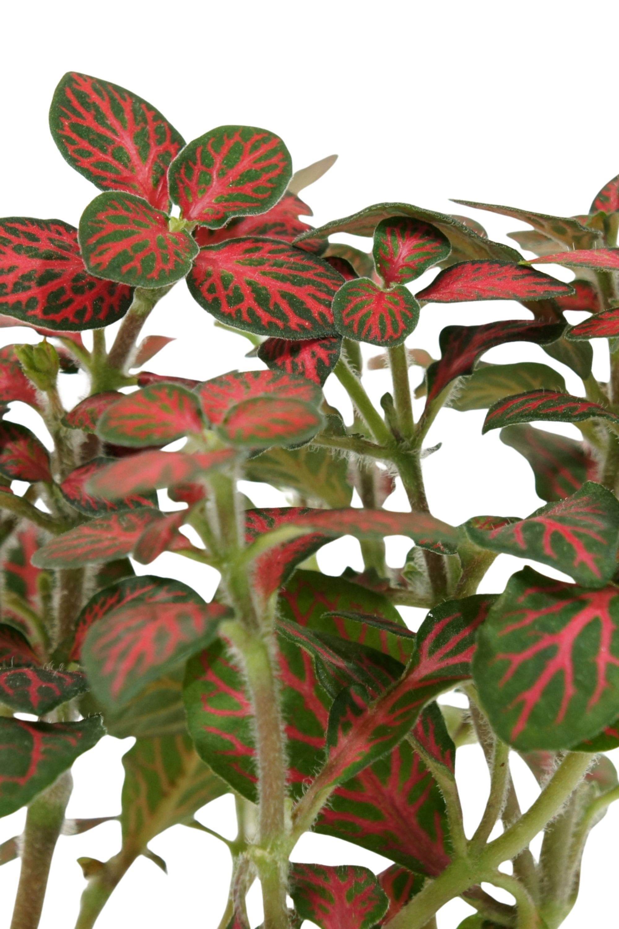 Indoor Plant Fittonia Mix Color Fittonia Mix Color