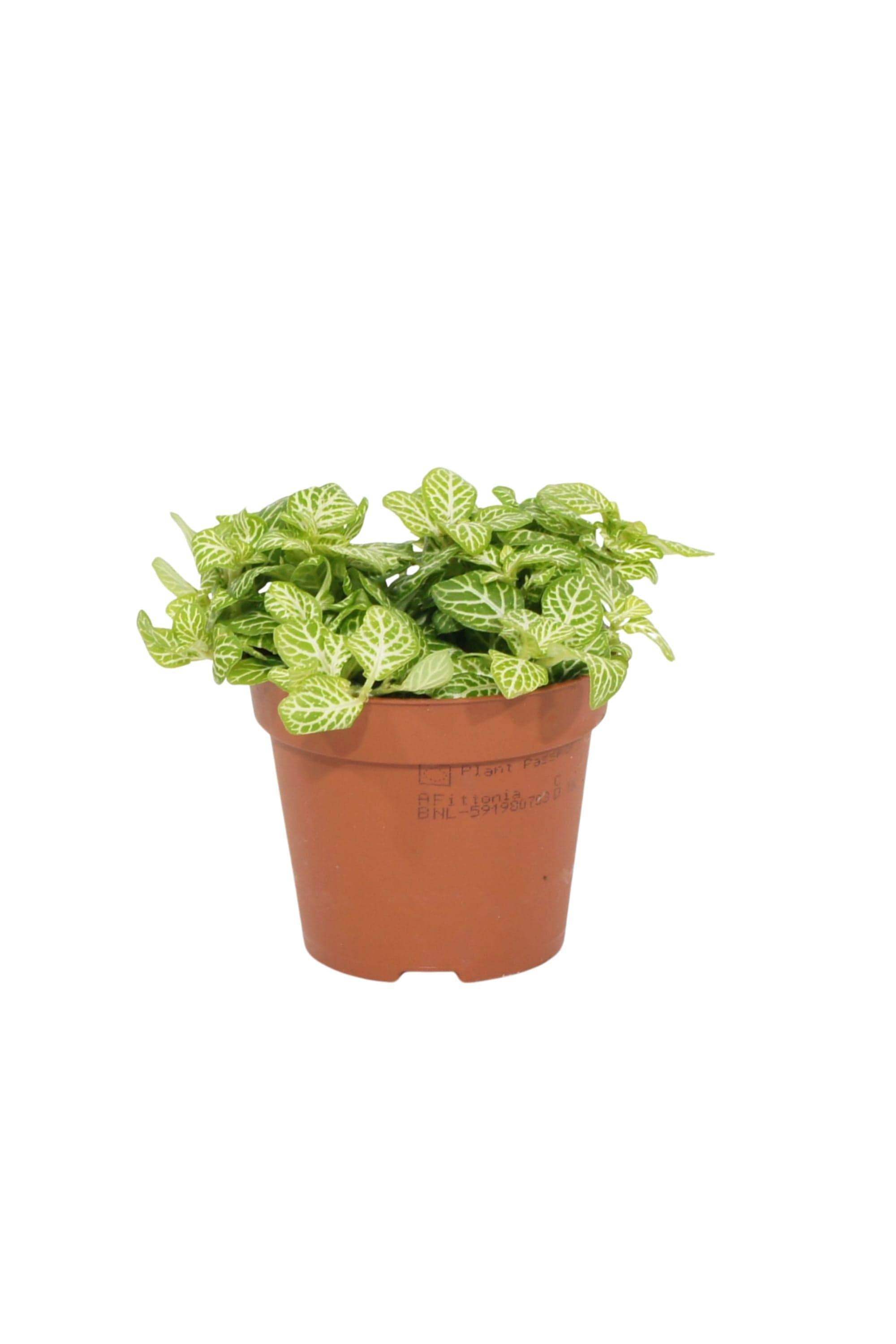 Indoor Plant Fittonia Mix Color Fittonia Mix Color