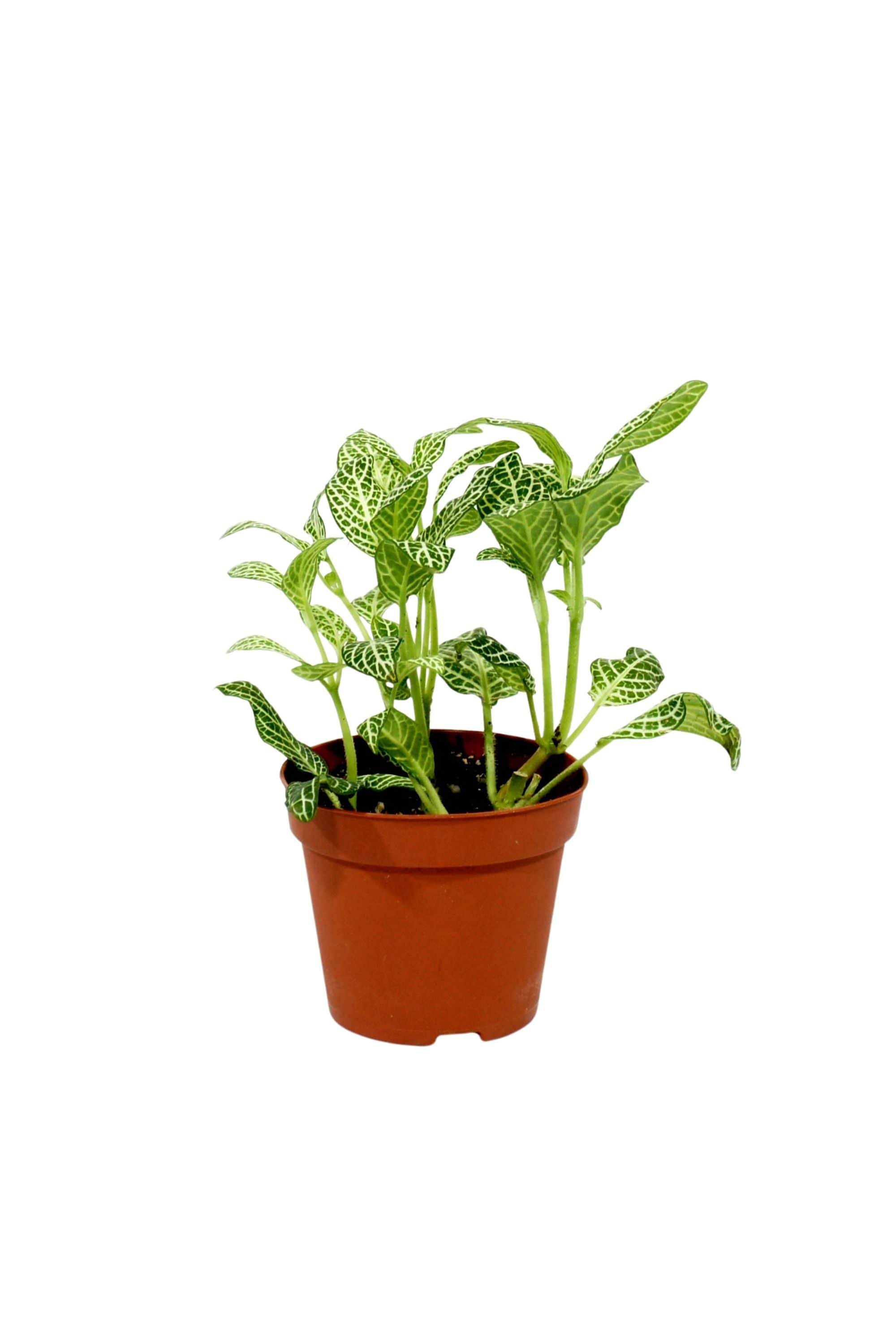 Indoor Plant Fittonia Mix Color Fittonia Mix Color
