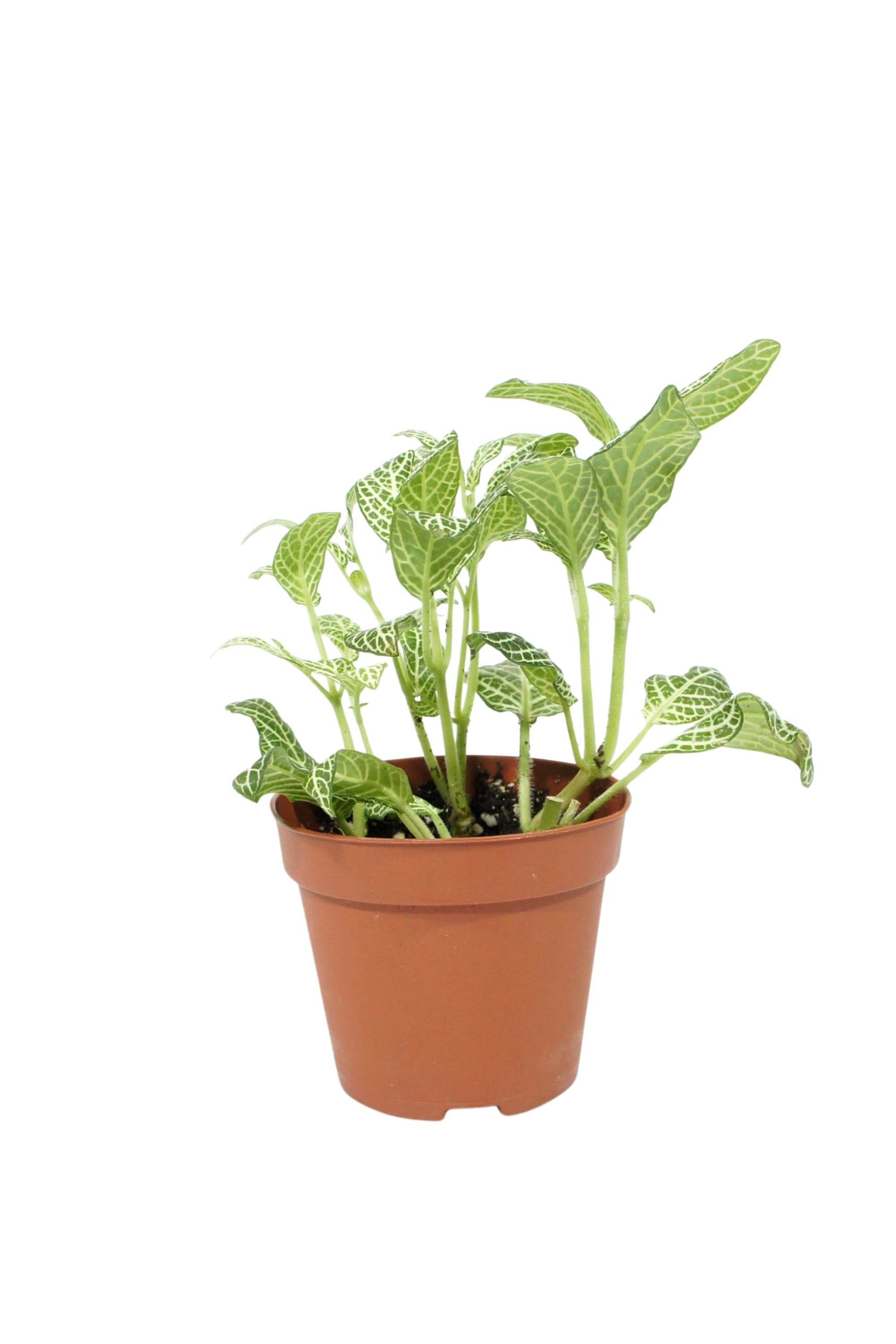 Indoor Plant Fittonia Mix Color Fittonia Mix Color