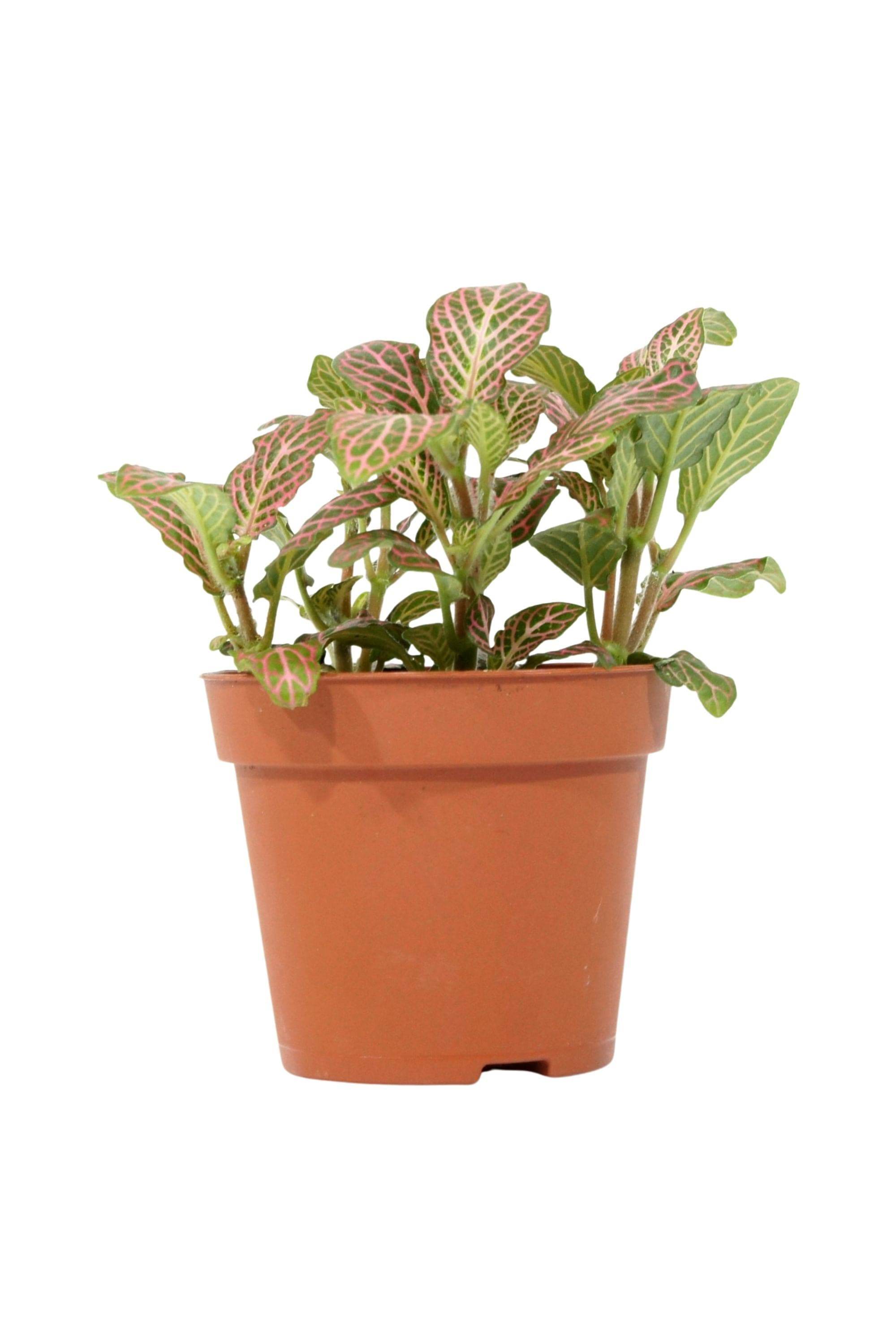 Indoor Plant Fittonia Mix Color Fittonia Mix Color
