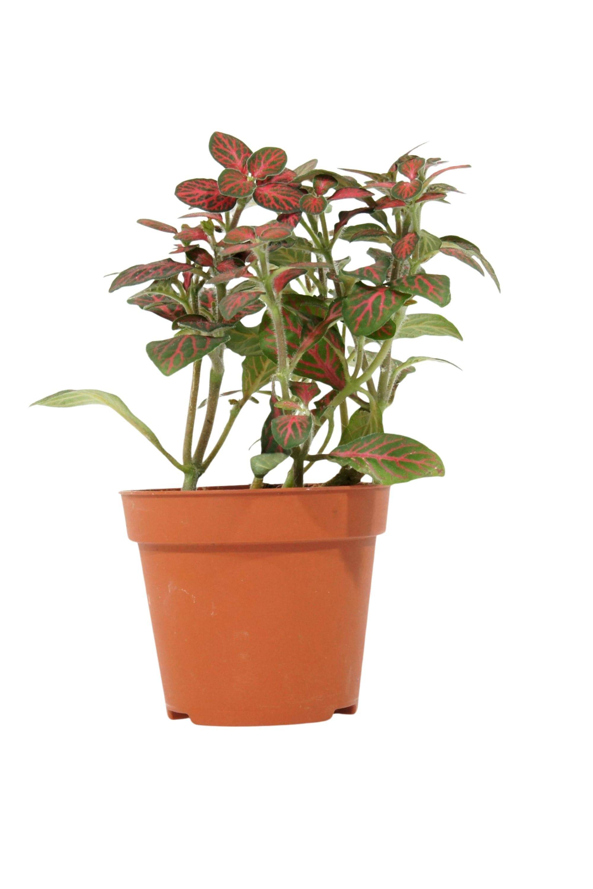 Indoor Plant Fittonia Mix Color Fittonia Mix Color