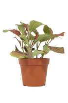 Indoor Plant Fittonia Mix Color Fittonia Mix Color