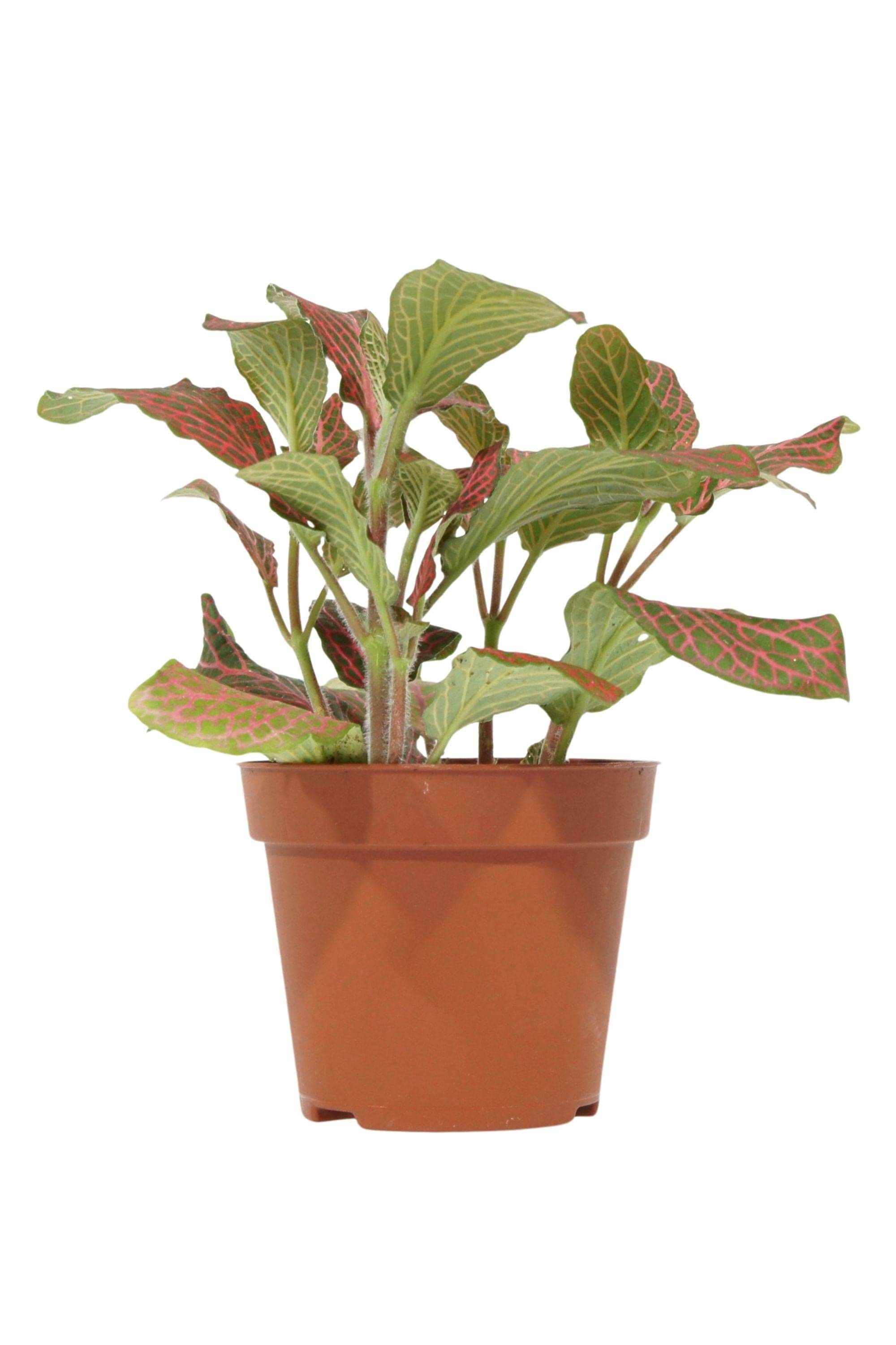 Indoor Plant Fittonia Mix Color Fittonia Mix Color
