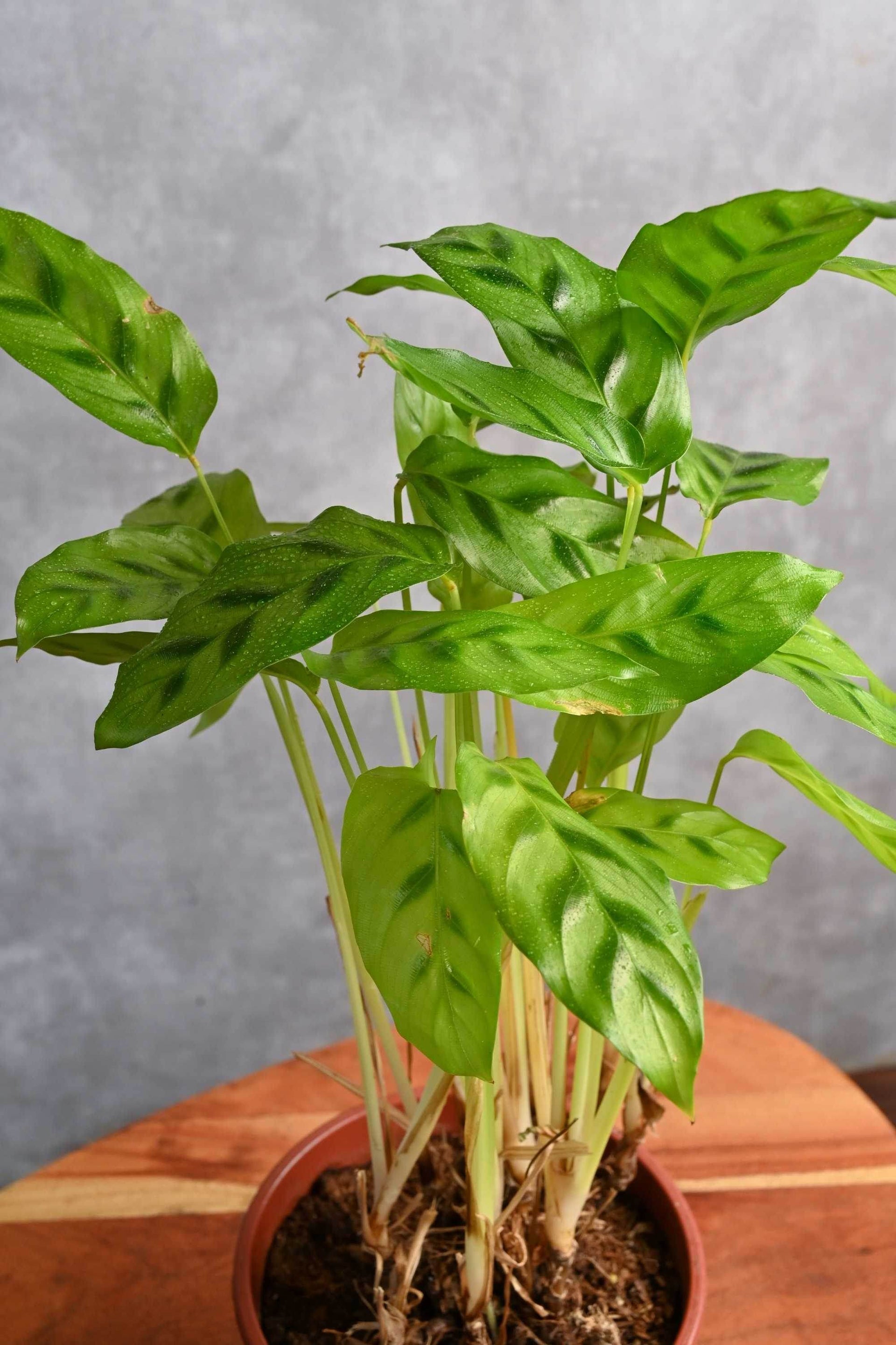 Freddie Calathea – Adplants