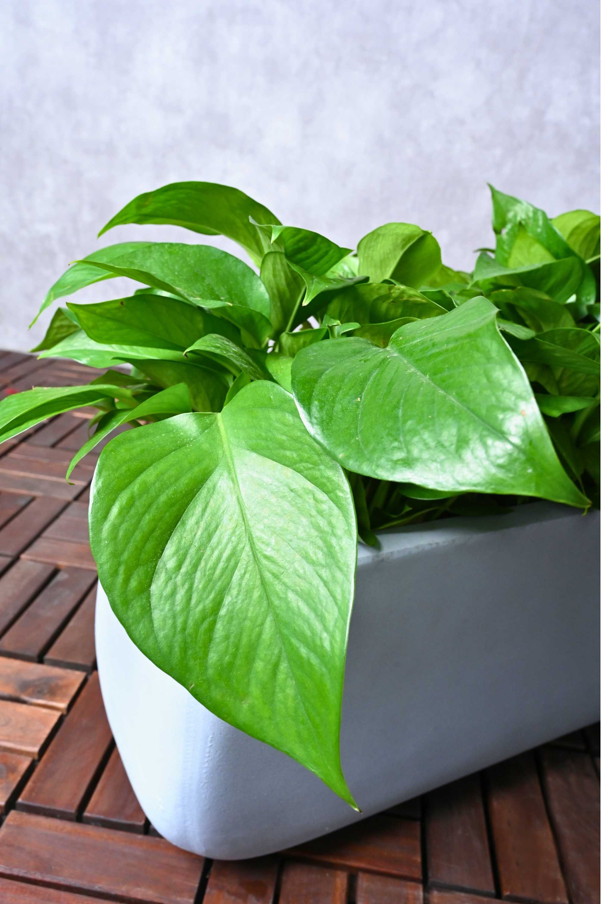 Indoor Plant Global Green Pothos
