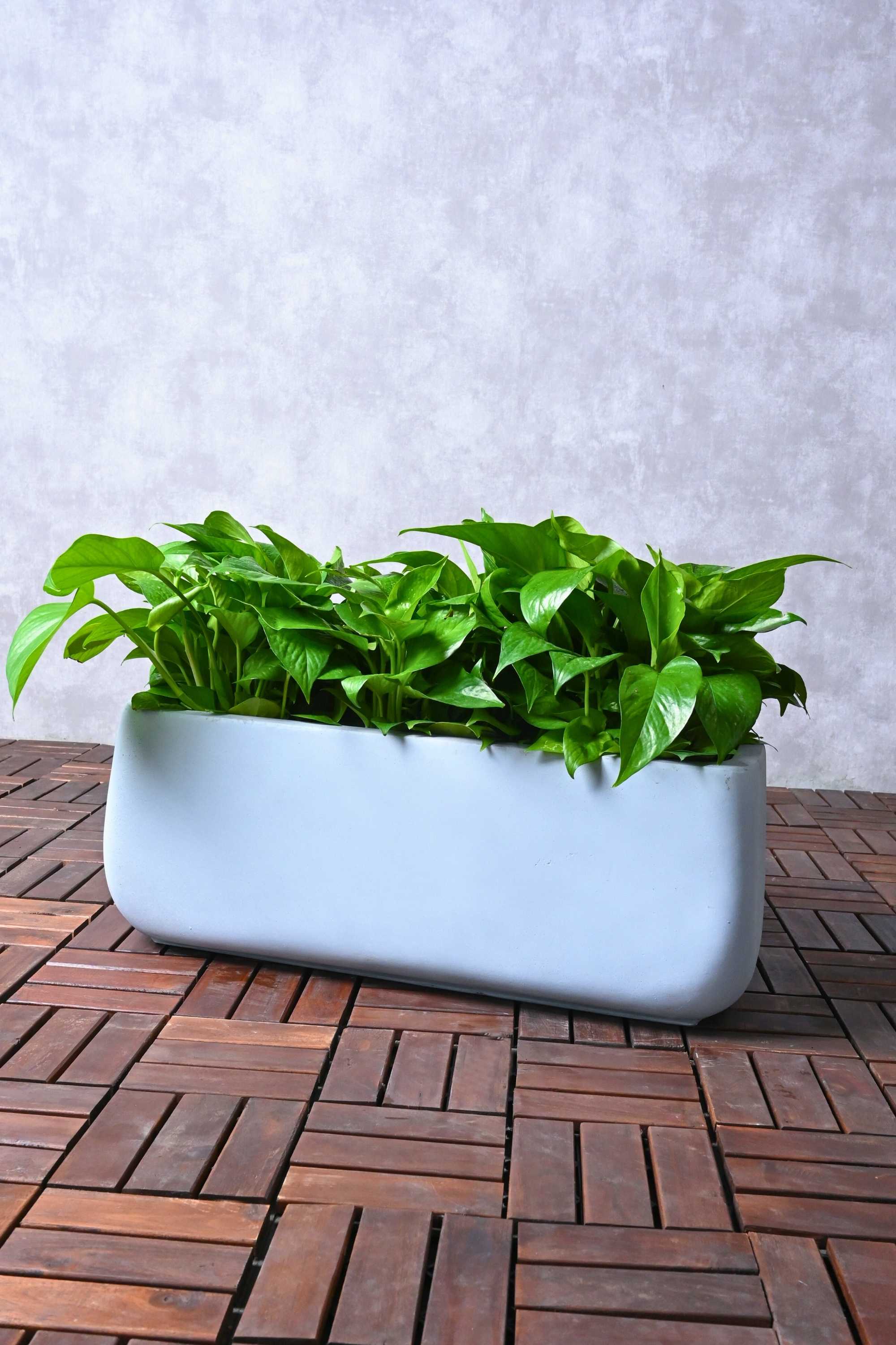 Indoor Plant Global Green Pothos