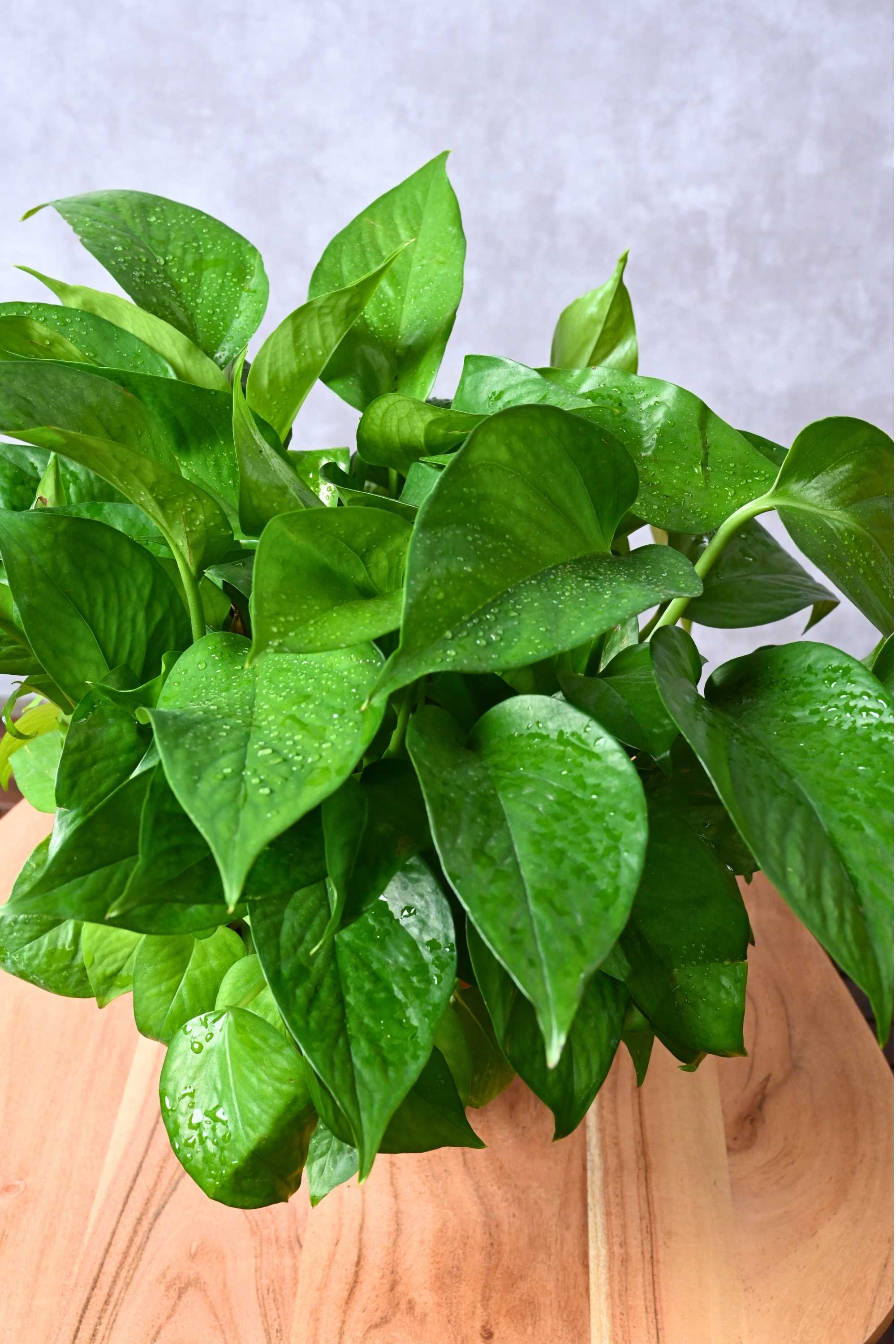 Indoor Plant Global Green Pothos table top