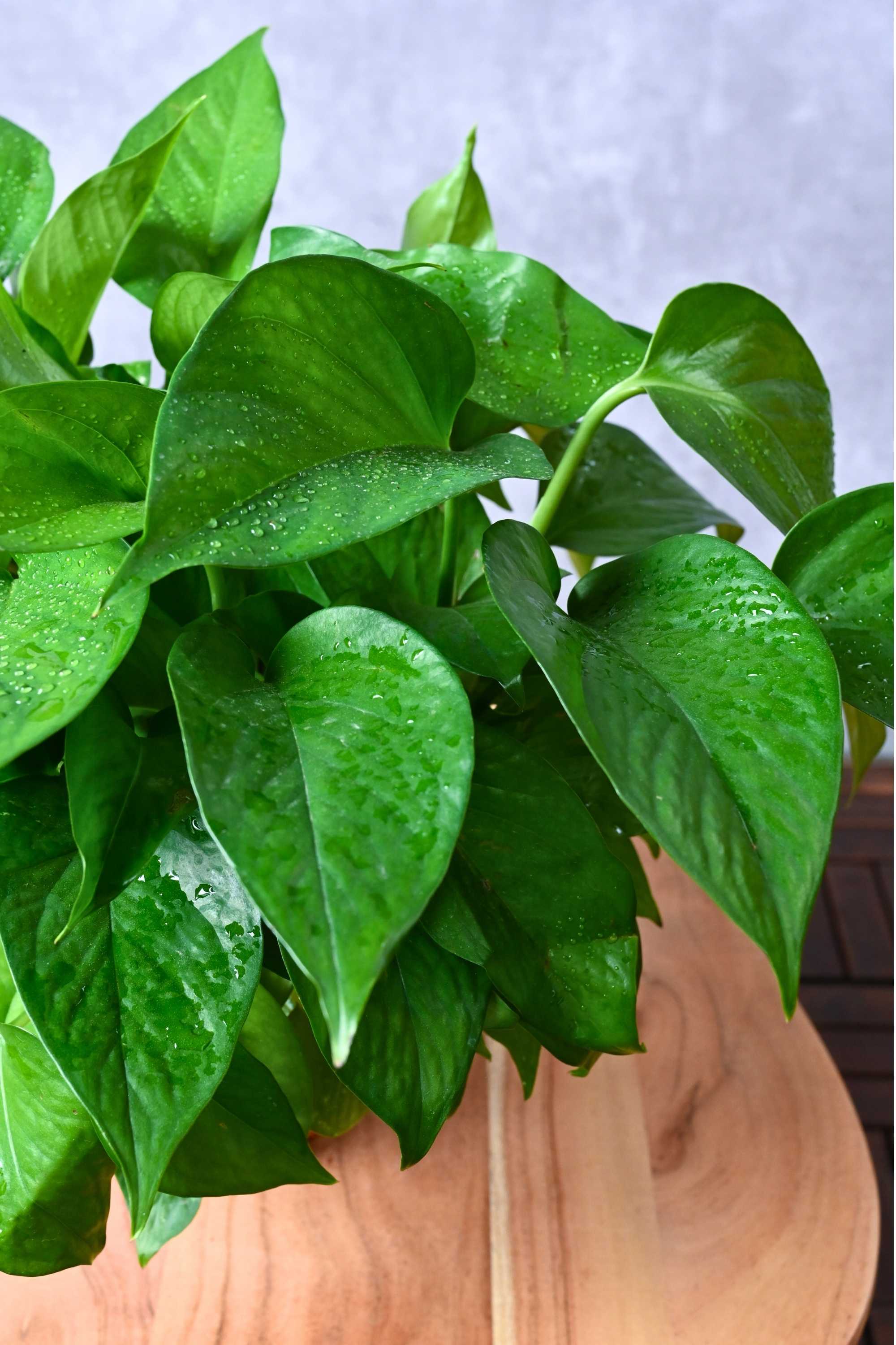 Indoor Plant Global Green Pothos table top