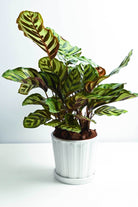 Indoor Plant Goeppertia makoyana Goeppertia makoyana
