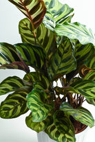 Indoor Plant Goeppertia makoyana Goeppertia makoyana