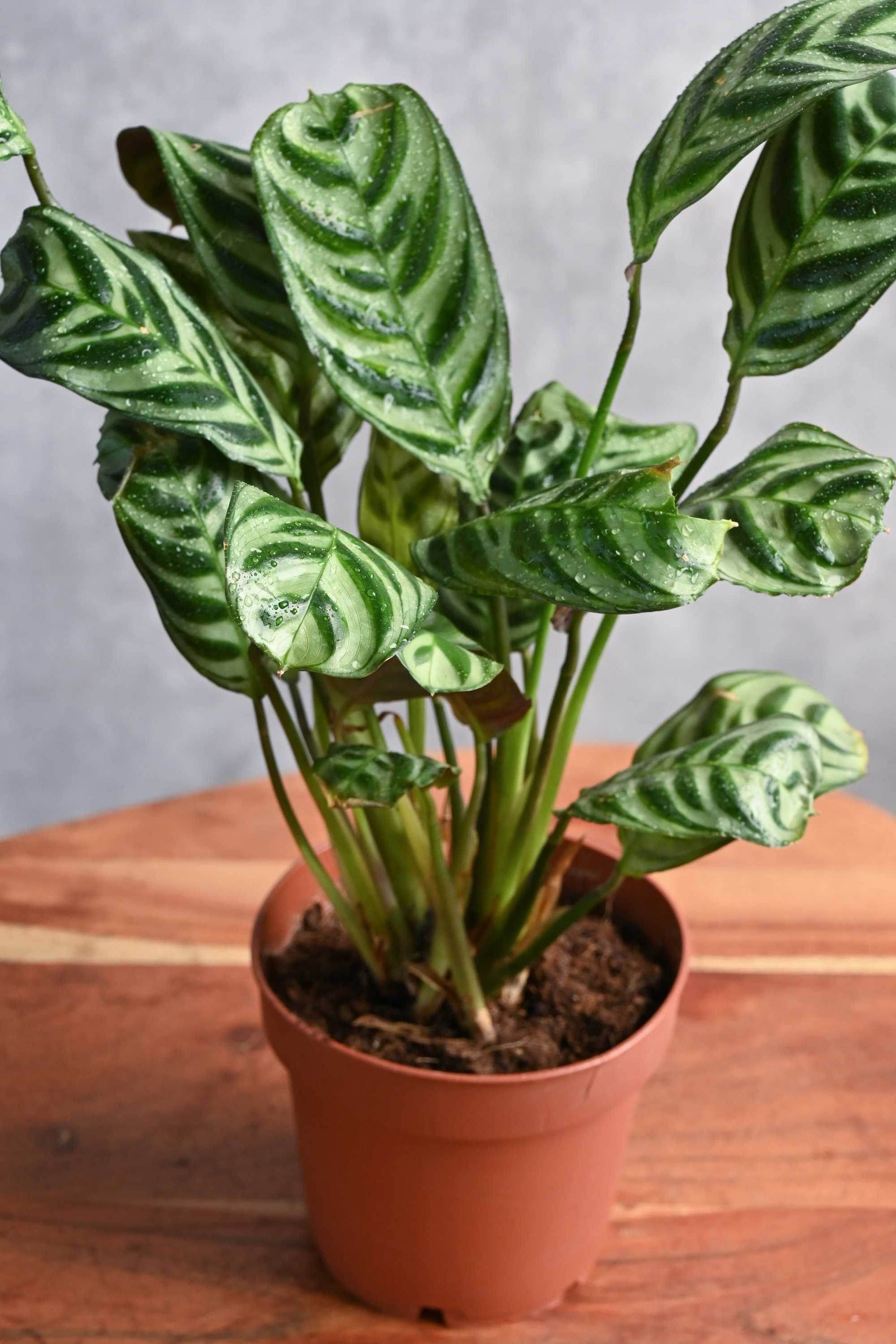 grey star calathea live plant in a 6 inch pot Grey Star Calathea – Adplants