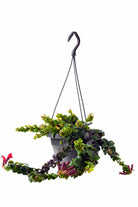 Indoor Plant Hanging pot Aeschynanthus radicans Aeschynanthus radicans