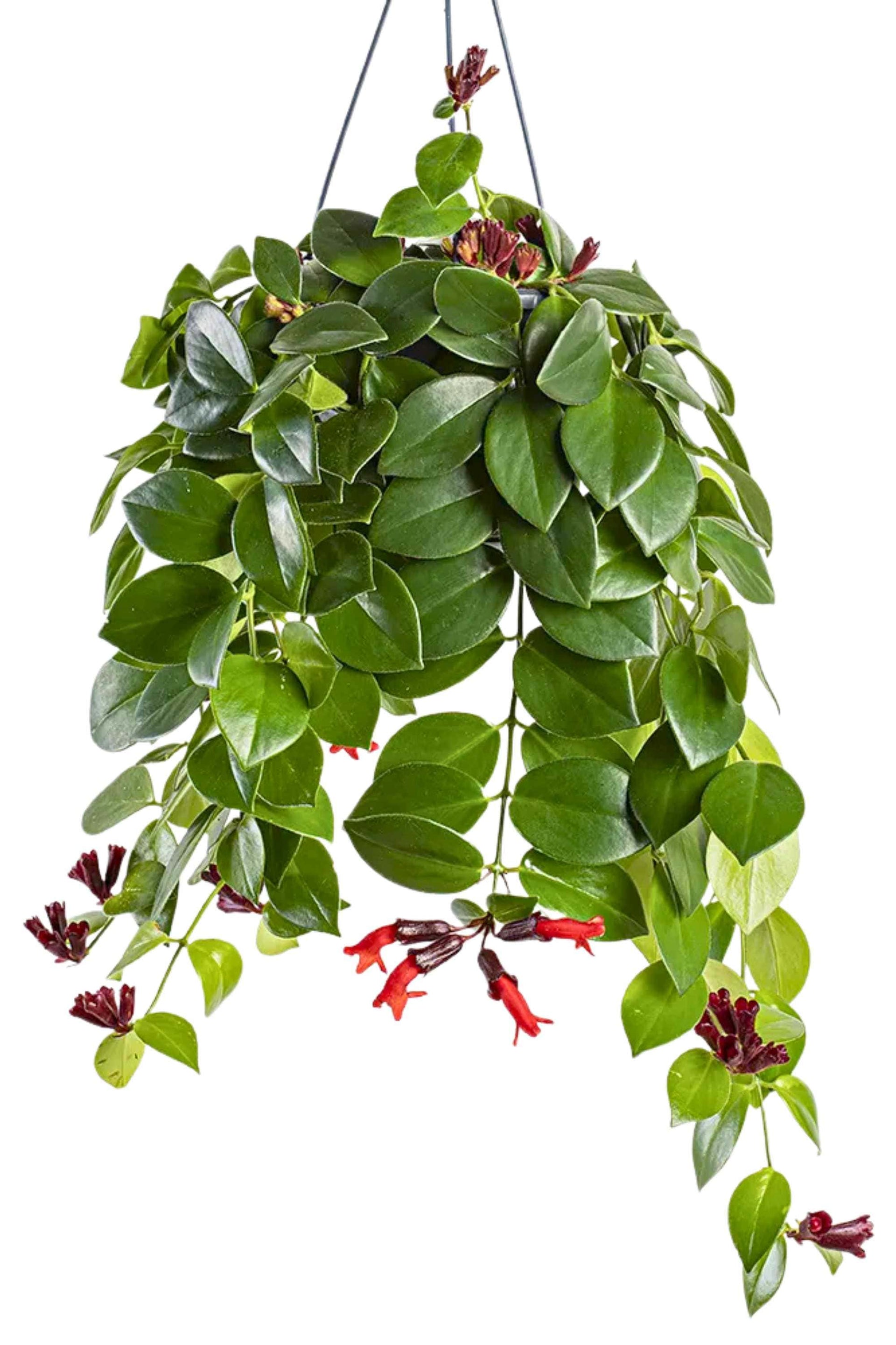 lipstick plant hanging basket Aeschynanthus radicans – Adplants