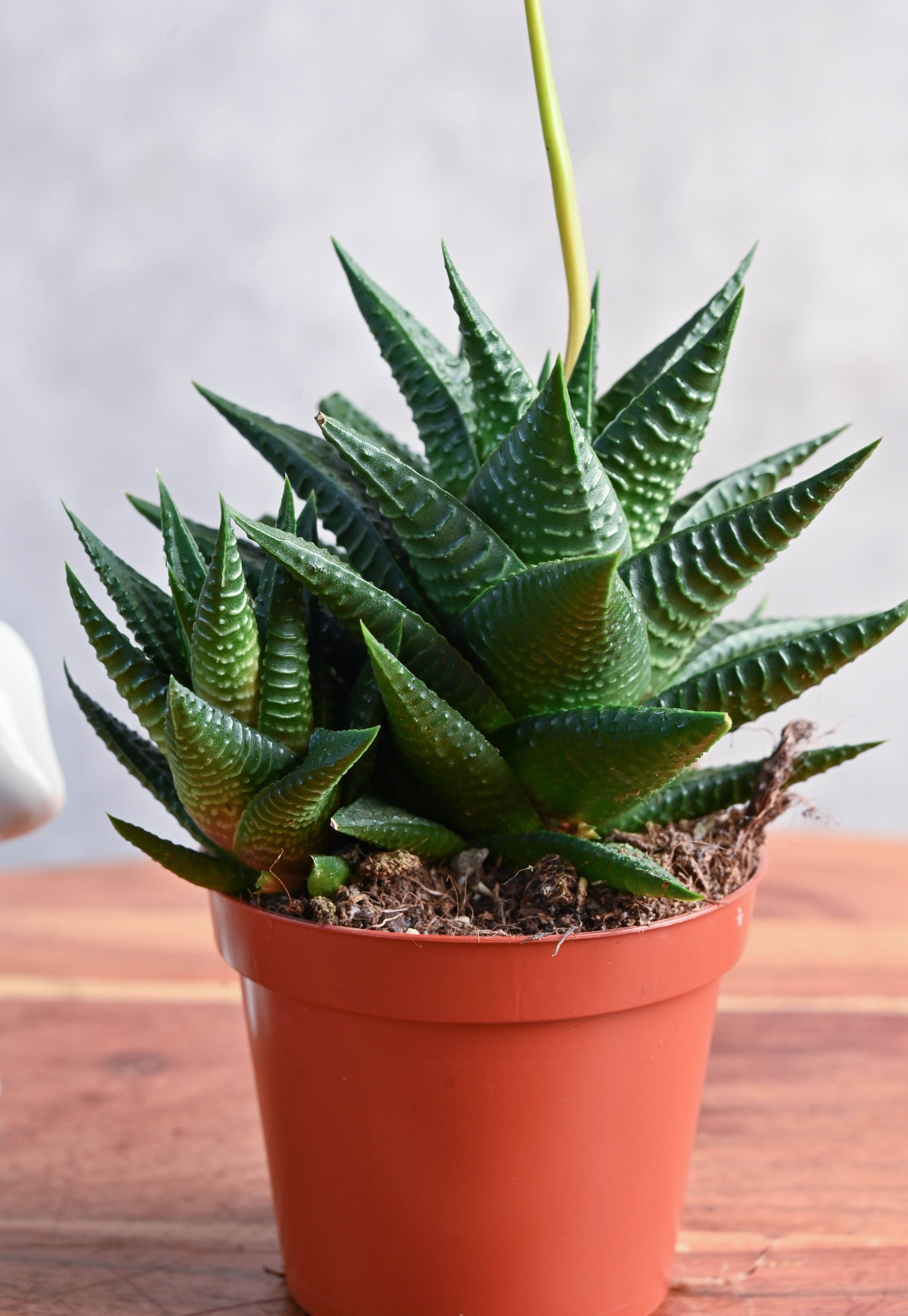 Indoor Plant Haworthia Limifolia Haworthia Limifolia
