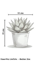 Indoor Plant Haworthia Limifolia Haworthia Limifolia