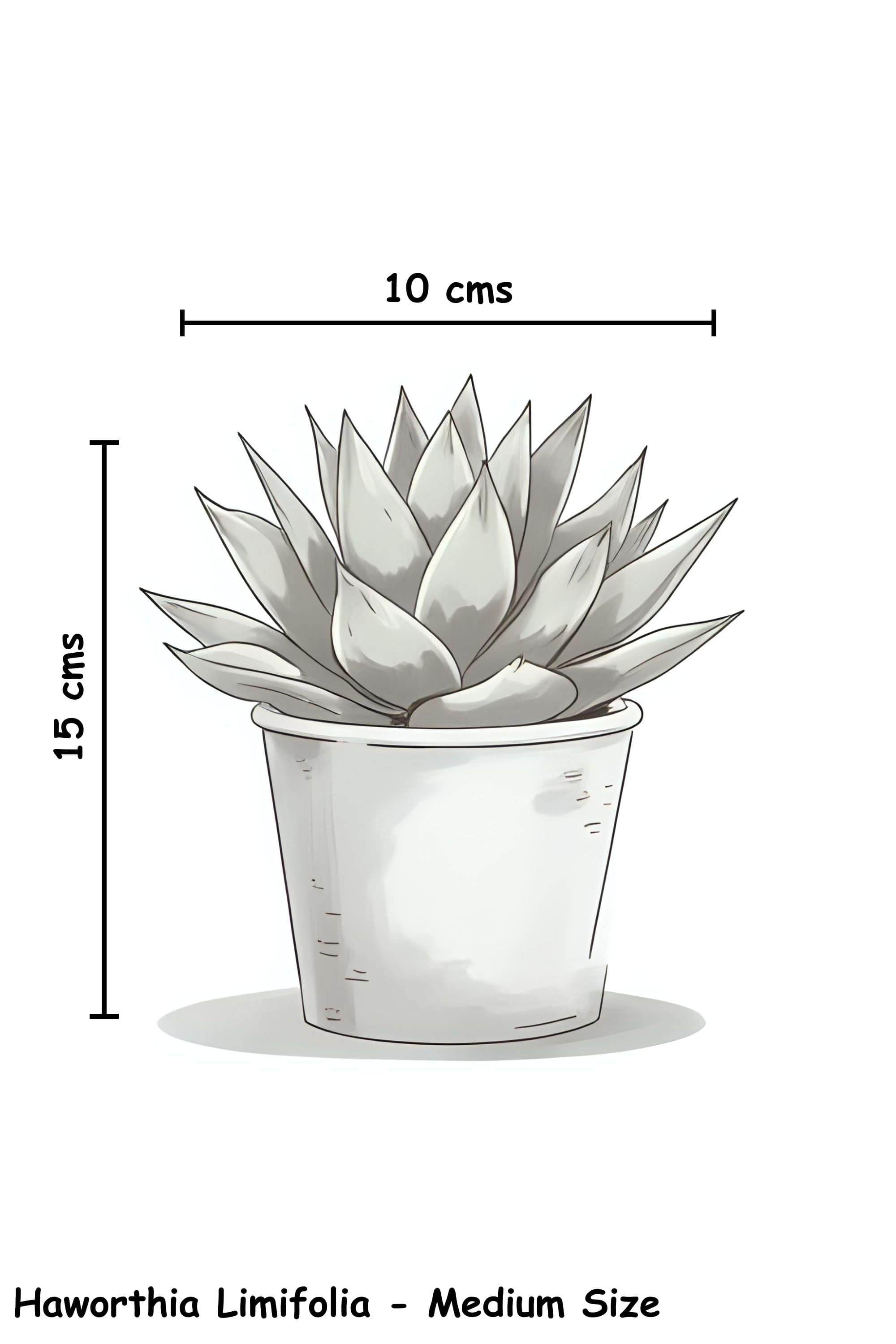 Indoor Plant Haworthia Limifolia Haworthia Limifolia
