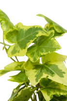 Indoor Plant Hedera helix Hedera helix